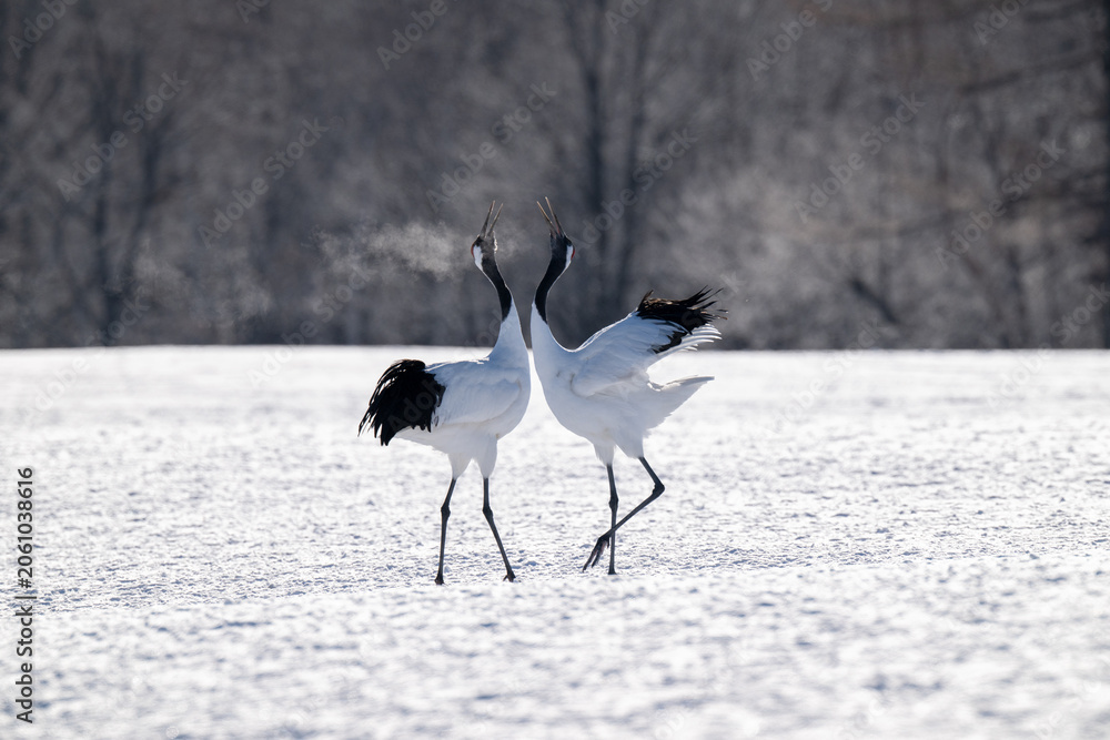 Obraz premium Red-crowned cranes calling in snowy Tsurui Village, Hokkaido / 雪の鶴居村で鳴き交わすタンチョウ
