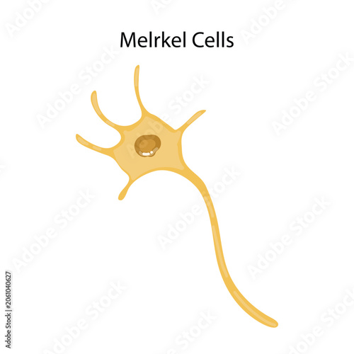 Bild auf Leinwand Merkel Cell in Human Skin
