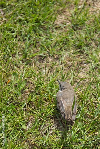 Lesser Whitethroat (Curruca curruca) on grassy ground, Estonia, Europe.