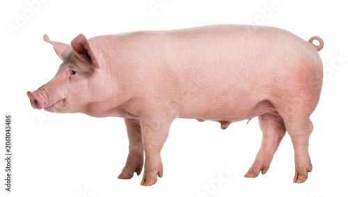 Bild auf Leinwand Pink pig standing profile view