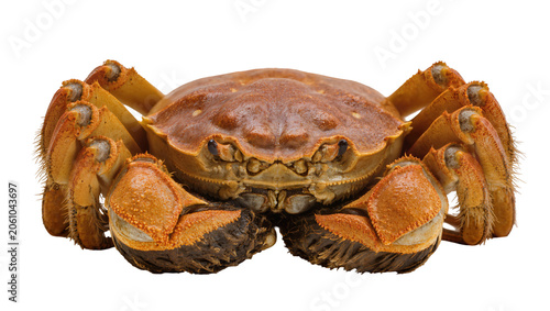 Obraz na plátně Hairy crab with orange claws and brown carapace