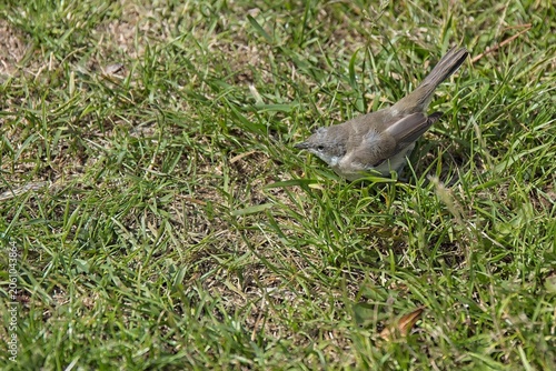 Lesser Whitethroat (Curruca curruca) on grassy ground, Estonia, Europe.
