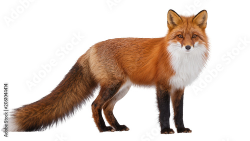 Fotografie Red fox standing profile view with bushy tail