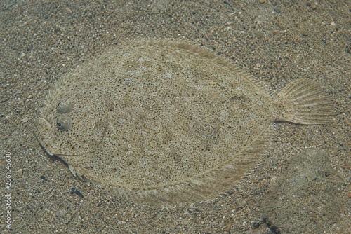 A flat fish camouflaged on a sandy seabed, seen from above.