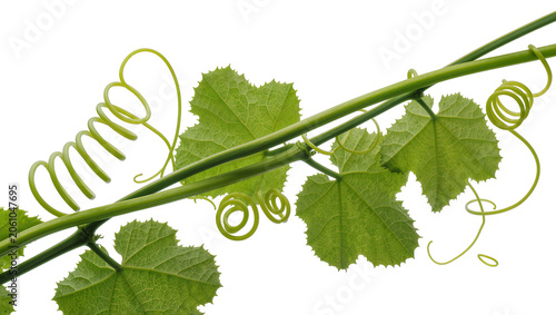 Bild auf Leinwand Green vine with leaves and curly tendrils