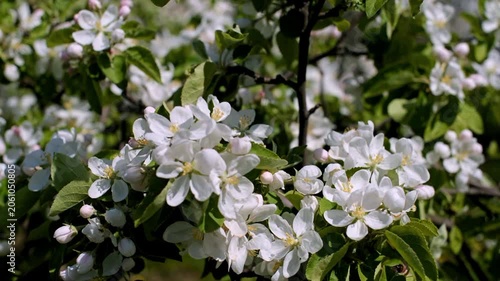 appletree blossom branch in the garden in spring
