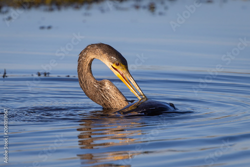 Foto Anhinga eating a fish