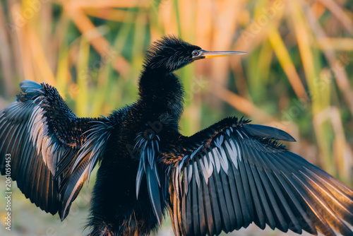 Foto Anhinga spreading its wings