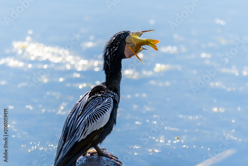 Cuadro en lienzo Anhinga eating a fish