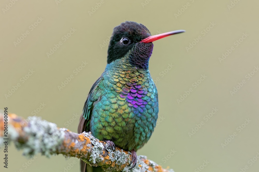 Fototapeta premium The Iridescent Hummingbird Perched on a Lichen Covered Branch in Light