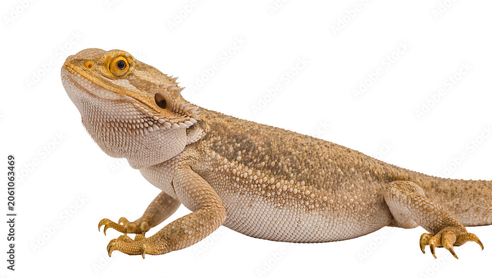 Fototapeta premium Bearded dragon reptile with spiky scales and yellow eyes