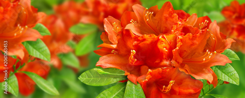 Azalea orange blossoms and leaves in the garden