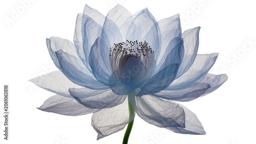 Fotografie Delicate blue lotus flower with translucent petals