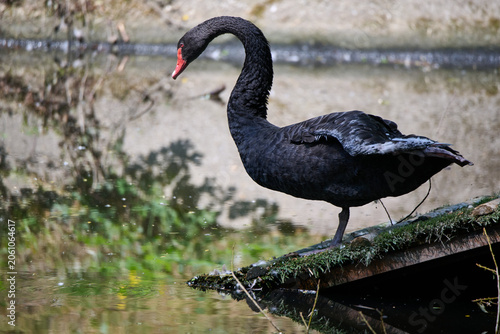 Photography Black swan balancing on one leg and stretching a wing on a wooden structure at Bratislava Zoo, Bratislava, Slovakia, Europe