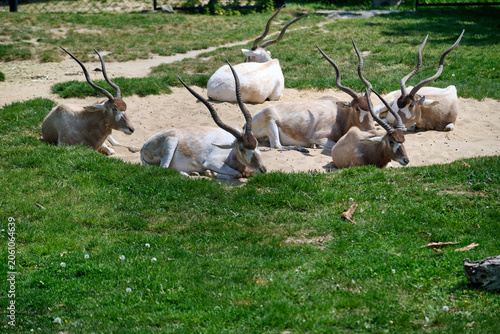 Photography Herd of critically endangered Addax resting on the sand and grass at Bratislava Zoo, Bratislava, Slovakia, Europe
