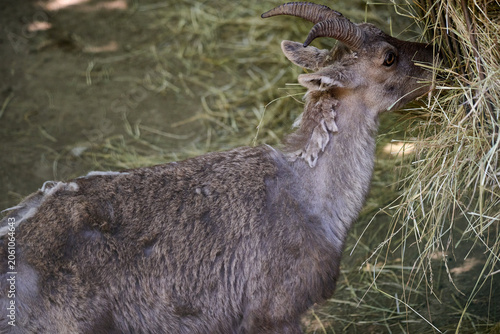Photography Mountain goat eating hay from a feeder with shedding winter coat, Bratislava Zoo