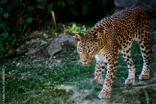 Photography Leopard walking on grass inside animal enclosure, Bratislava Zoo, Bratislava, Sl