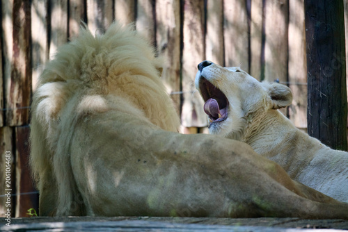 Photography Female white lion yawning next to a resting male white lion, Bratislava Zoo, Bra