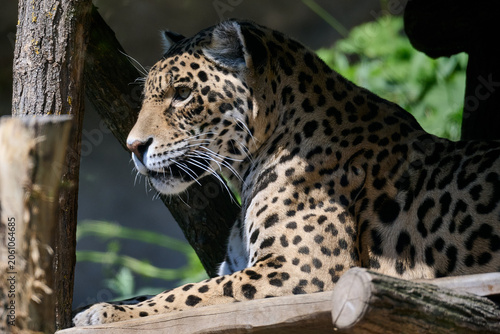 Photography Jaguar resting on a wooden log structure in the shade, Bratislava Zoo, Bratislav