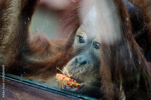 Photography Orangutan eating food while looking through the enclosure glass, Bratislava Zoo,