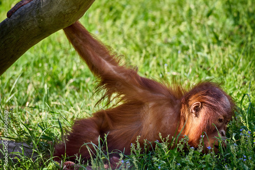 Photography Young orangutan playing on the grass and holding onto a wooden structure at Bratislava Zoo, Bratislava, Slovakia, Europe