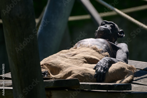 Photography Chimpanzee resting on its back on a wooden platform covered with a burlap blanket at Bratislava Zoo, Bratislava, Slovakia, Europe