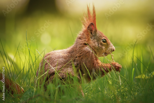 Fressendes Eichhörnchen auf der sonnigen Wiese