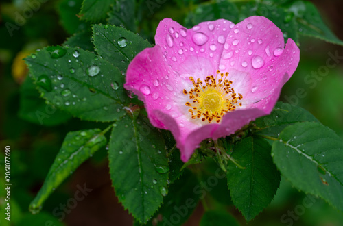 Roses bloom magically. Flowers and leaves in drops after rain. Bloody nature.