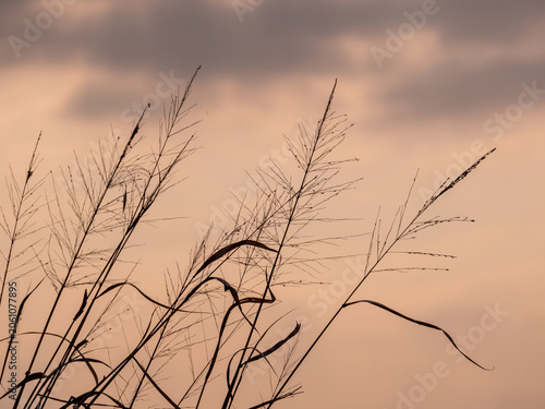 Dried wildflowers by the roadside against a gloomy evening sky