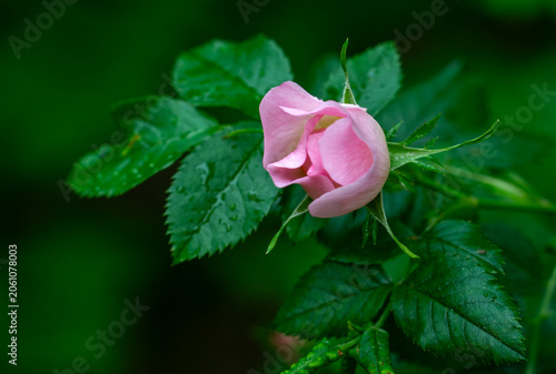 Roses bloom magically. Flowers and leaves in drops after rain. Bloody nature.