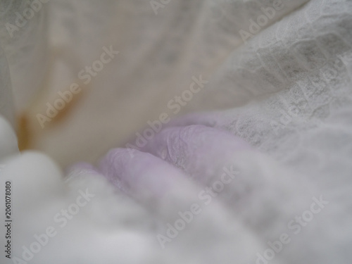 The delicate white petals of the Waterkanon