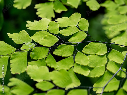 The fine and delicate leaves of the Maidenhair Fern