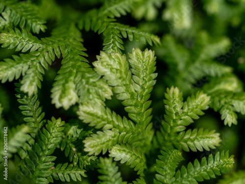 The fine and delicate leaves of the Spike Moss fern