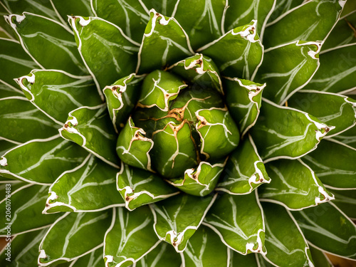 Succulent plant close-up, fresh leaves detail of Agave victoriae reginae