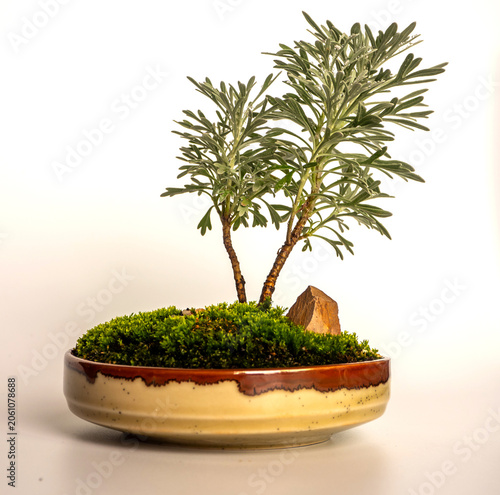 Gray leaves of Chinese wormwood bonsai with moss in the ceramic pot