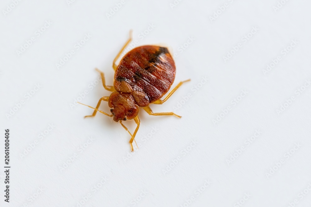 Fototapeta premium The Bed Bug On White Background Closeup Revealing Red Brown Exoskeleton Details