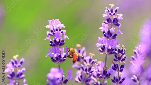  bee on lavender flowers, slow-motion