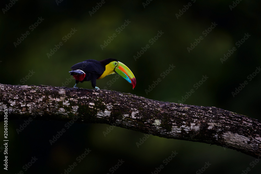 Fototapeta premium Keel-billed Toucan, Ramphastos sulfuratus, bird with big bill flying above the forest. Beautiful wildlife scene. Animal in nature forest habitat, Costa Rica. Flying tropical bird during strong rain.