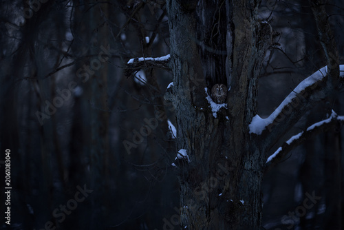 Foto Find owl, wide angle lens