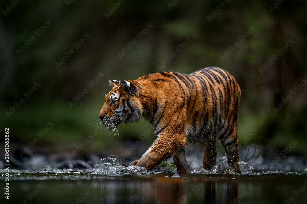 Fototapeta premium Amur tiger running in the water, Siberia. Dangerous animal, tajga, Russia. Wildlife nature. Animal in green forest stream. Siberian tiger splashing water.