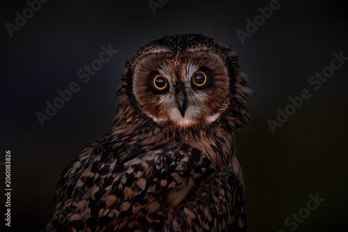 Short-eared Owl, Asio flammeus sanfordi, rare endemic bird from Sea Lion Island, Fakland Islands, Owl in the nature habitat. Bird in habitat . Wildlife scene from nature. Late evening owl.