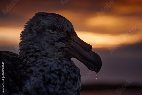 Bird close-up deatil portrait with drop on the bill. Twilight morning sky with clouds and bird, Sea Lion Island, Falkland Island. Bird on the sandy beach. Giant petrel, big sea bird in the night.