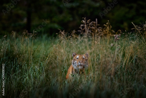 Amur hidden in grass, Siberia. Dangerous animal, tajga, Russia. Wildlife nature. Animal in green forest stream. Siberian tiger hunting in nature.