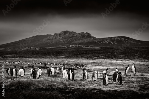 Group of king penguins coming back from sea to beach with wave and blue sky in background, South Georgia, Antarctica. Penguin colony, Antarctica wildlife. Blue sky and water bird in Atlantic Ocean.