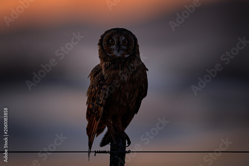 Short-eared Owl, Asio flammeus sanfordi, rare endemic bird from Sea Lion Island, Fakland Islands, Owl in the nature habitat. Bird in habitat . Wildlife scene from nature. Late evening owl.