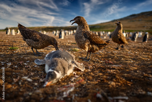 Bird coloni feeding behaviour. Skuas kill penguin. Brown skuas with caught bird carcass, water birds sitting in rock with evening light, Falkland Isůands. Sea birds feeding on bloody kill.