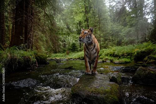Amur tiger running in the water, Siberia. Dangerous animal, tajga, Russia. Wildlife nature. Animal in green forest stream. Siberian tiger splashing water.