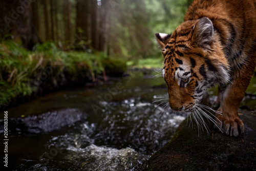 Amur tiger running in the water, Siberia. Dangerous animal, tajga, Russia. Wildlife nature. Animal in green forest stream. Siberian tiger splashing water.