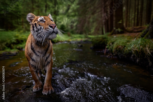 Amur tiger running in the water, Siberia. Dangerous animal, tajga, Russia. Wildlife nature. Animal in green forest stream. Siberian tiger splashing water.