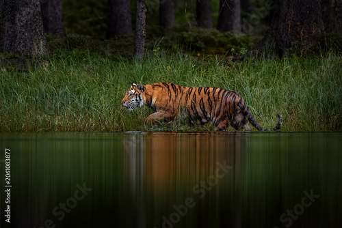 Amur tiger running in the water, Siberia. Dangerous animal, tajga, Russia. Wildlife nature. Animal in green forest stream. Siberian tiger splashing water.